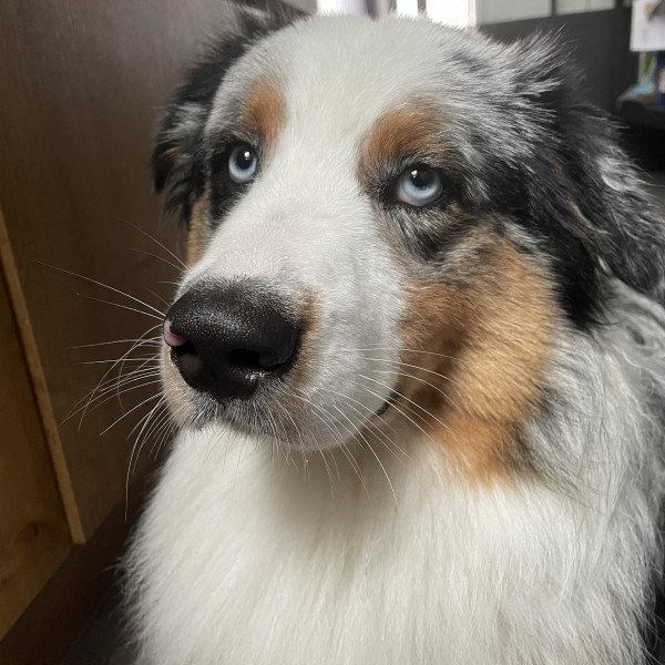 Elegant Australian Shepherd dog