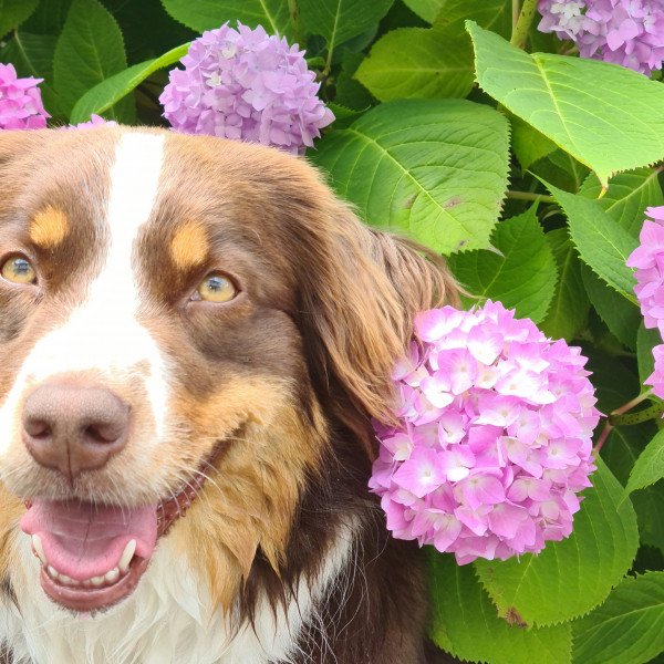 Inspiring Australian Shepherd dog