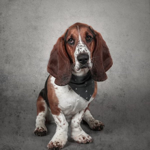 Cute Basset Hound dog