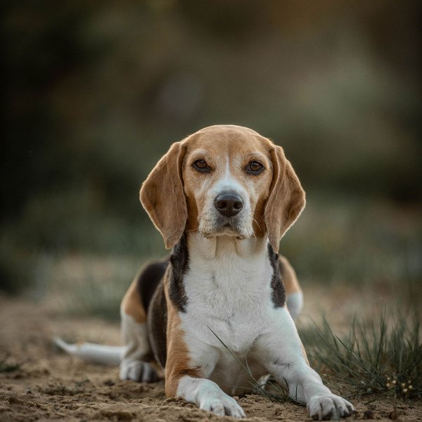 Inspiring Beagle dog