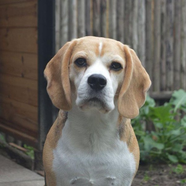 Cute Beagle dog