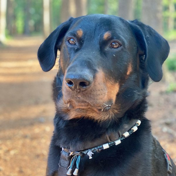 Badass Beauceron dog