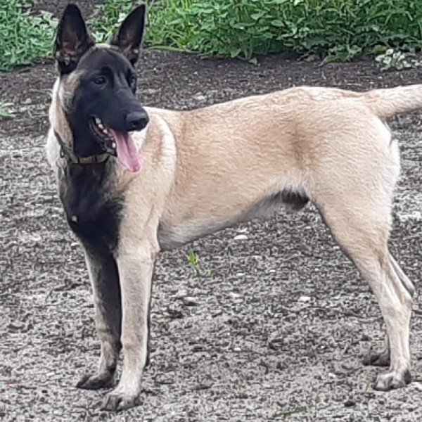 Popular Belgian Malinois dog