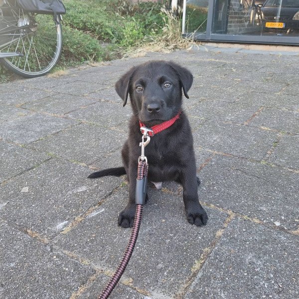Cute Belgian Malinois dog