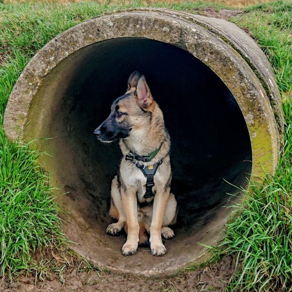Cool Alaskan Malamute dog