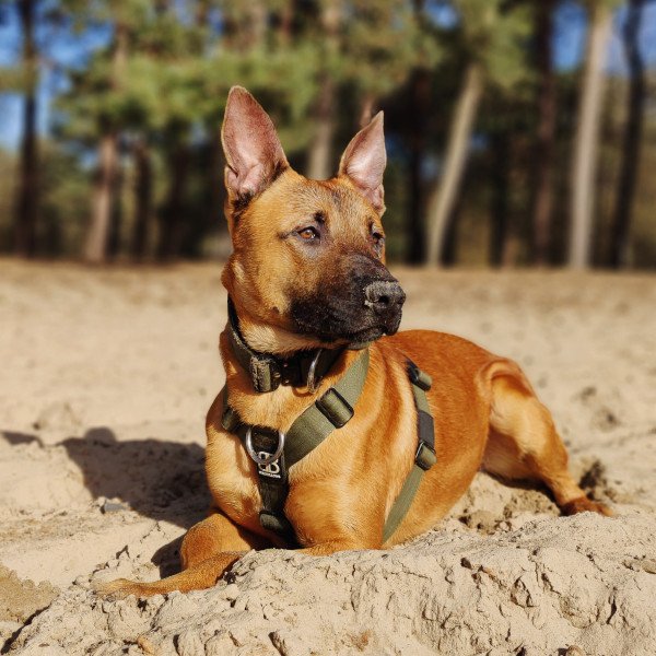 Inspiring Belgian Malinois dog