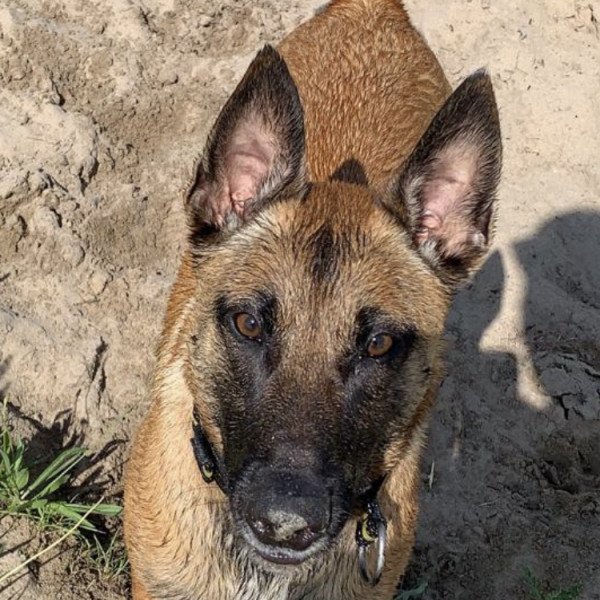 Adorable Belgian Malinois dog