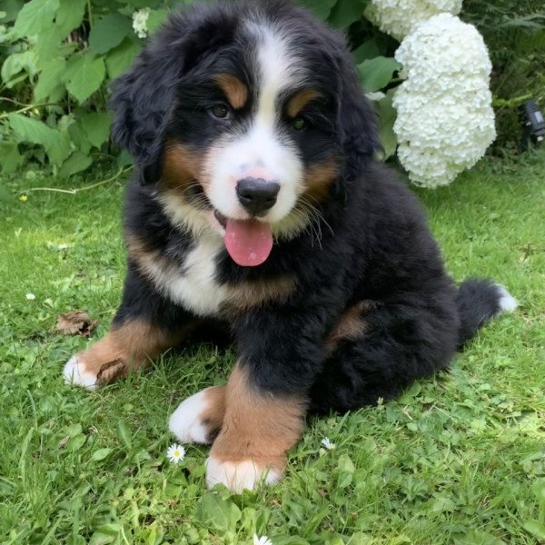 Cool Bernese Mountain dog
