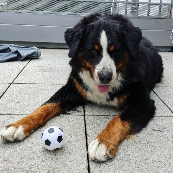 Funny Bernese Mountain dog
