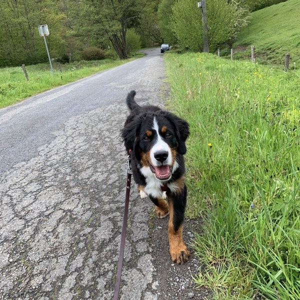 Cute Bernese Mountain dog