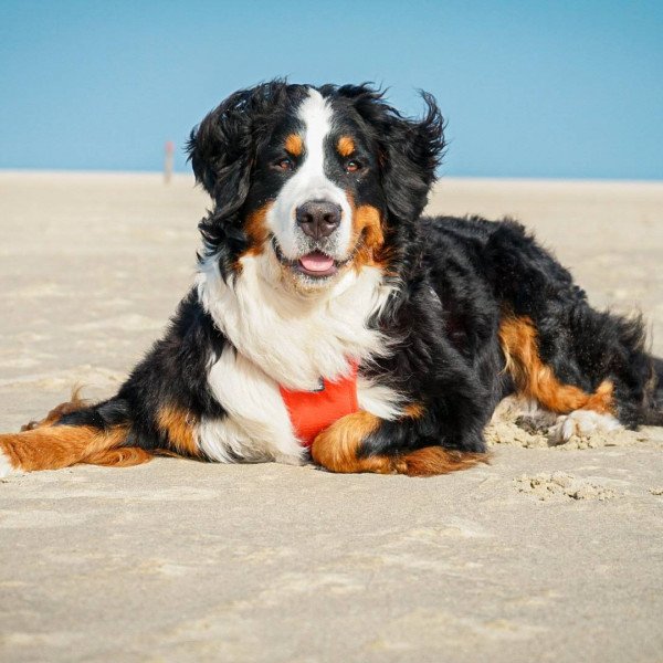 Adorable Bernese Mountain dog