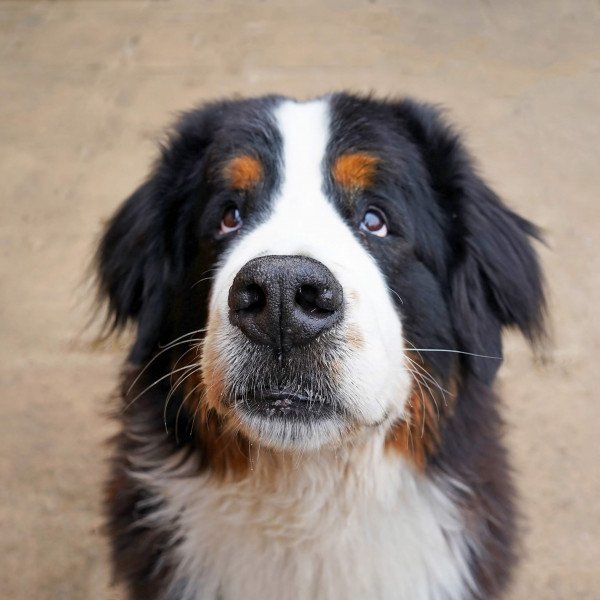 Famous Bernese Mountain dog
