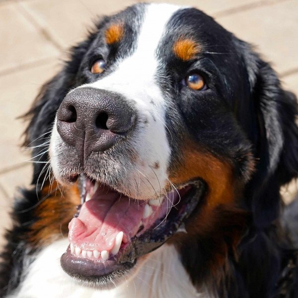Popular Bernese Mountain dog