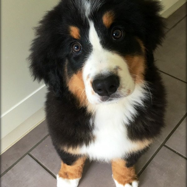 Elegant Bernese Mountain dog