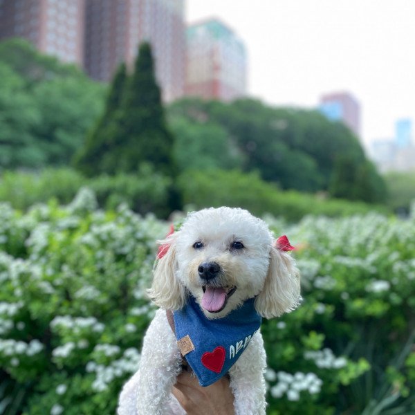Badass Bichon Frise dog