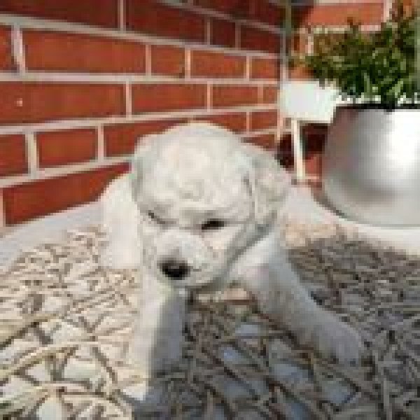 Cute Bichon Frise dog