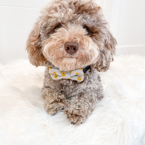 Adorable Bichon Frise dog