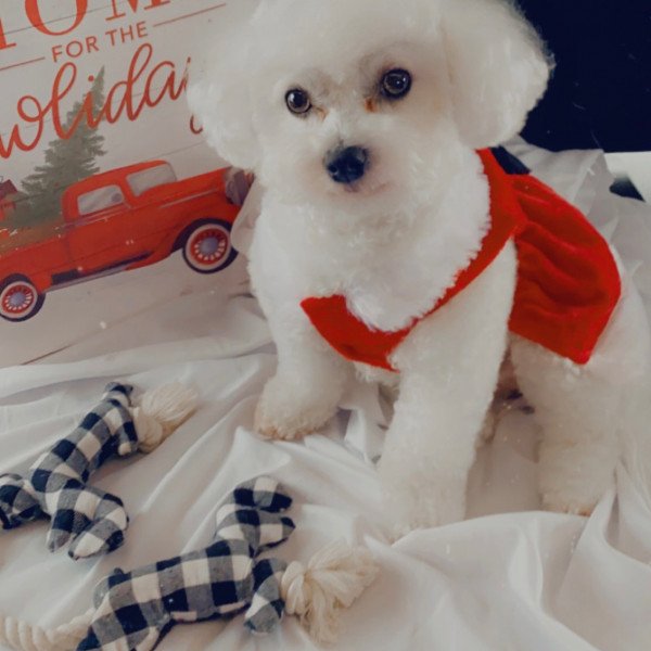 Famous Bichon Frise dog