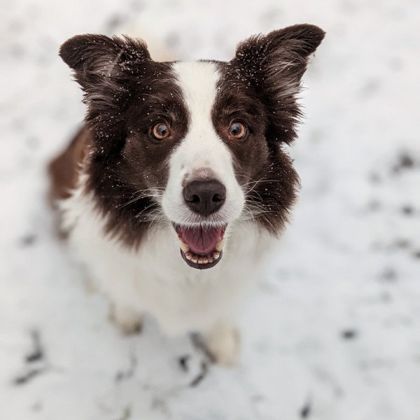 Badass Border Collie dog