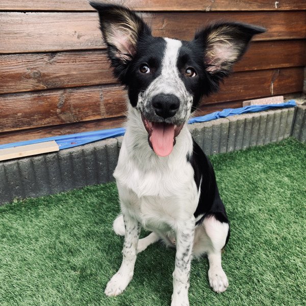 Cute Border Collie dog