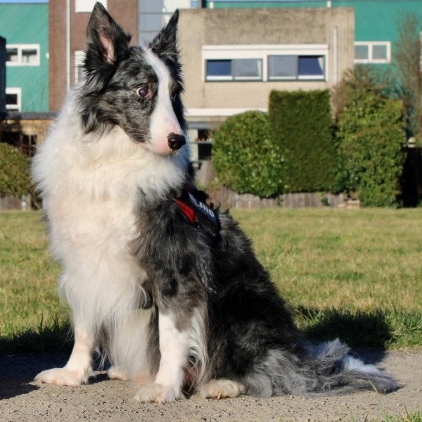 Funny Border Collie dog