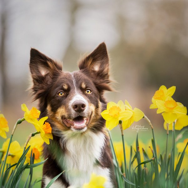 Adorable Border Collie dog