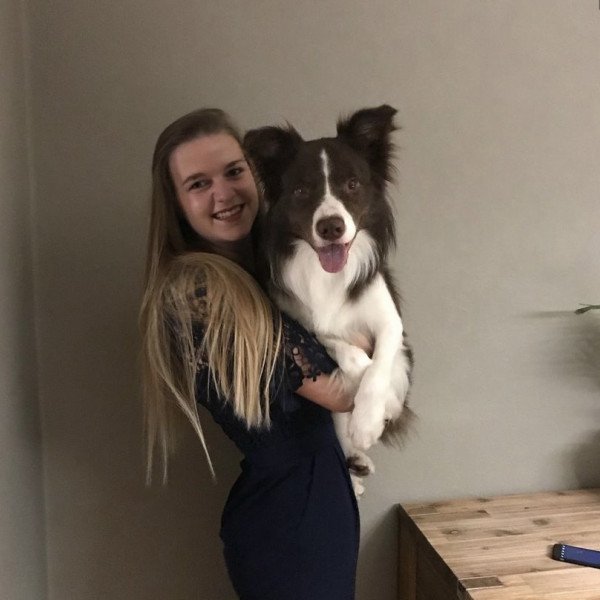 Popular Border Collie dog