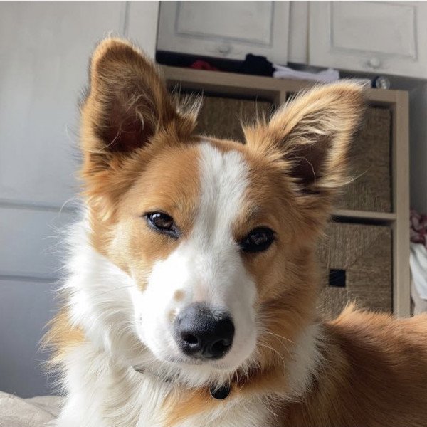 Elegant Border Collie dog