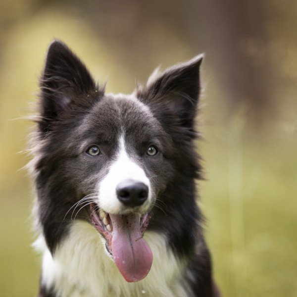 Unique Border Collie dog