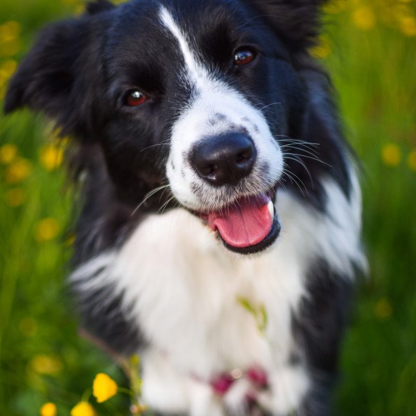 Inspiring Border Collie dog