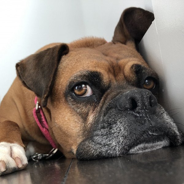 Popular Boxer dog