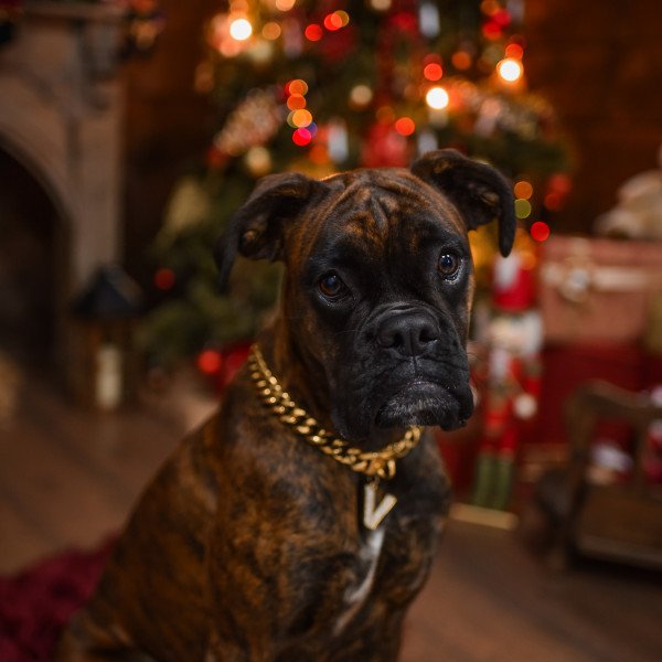 Elegant Boxer dog