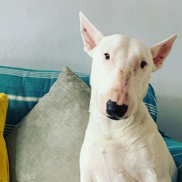 Badass Bull Terrier dog