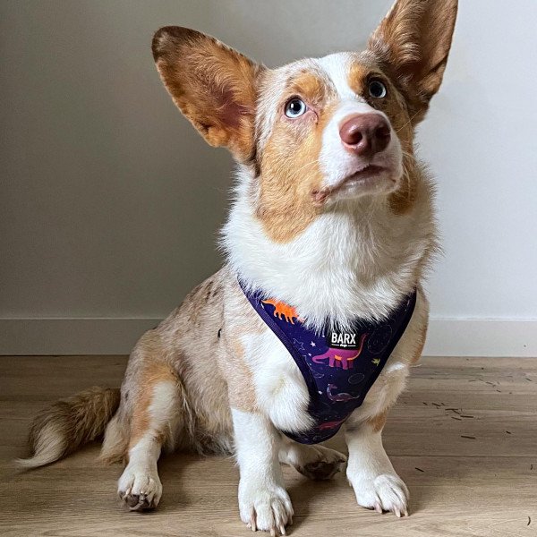 Popular Cardigan Welsh Corgi dog