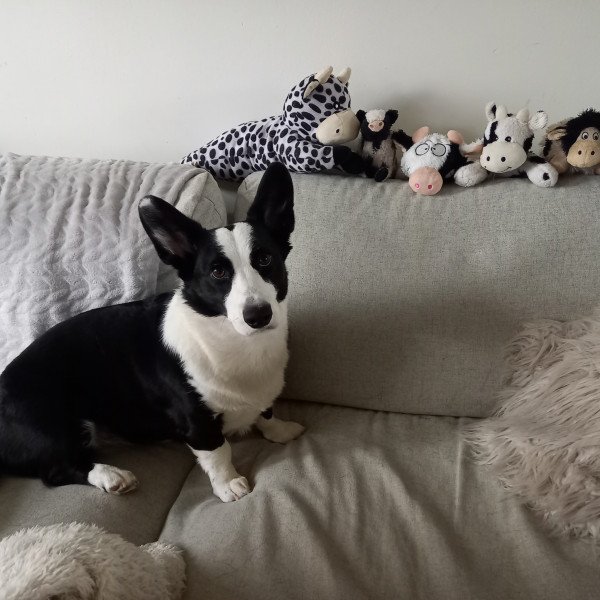 Badass Cardigan Welsh Corgi dog