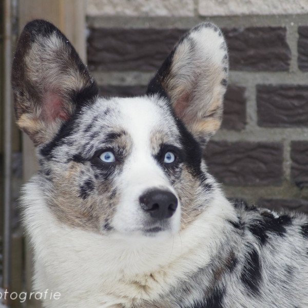 Cute Cardigan Welsh Corgi dog