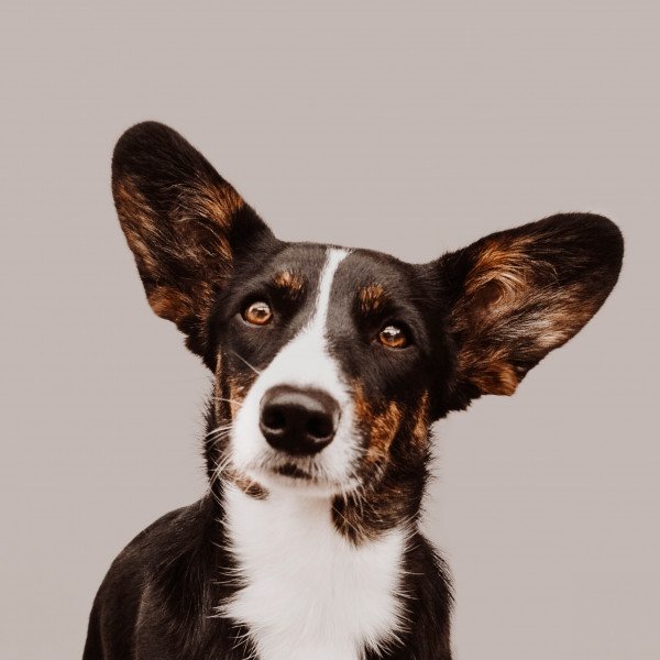 Adorable Cardigan Welsh Corgi dog