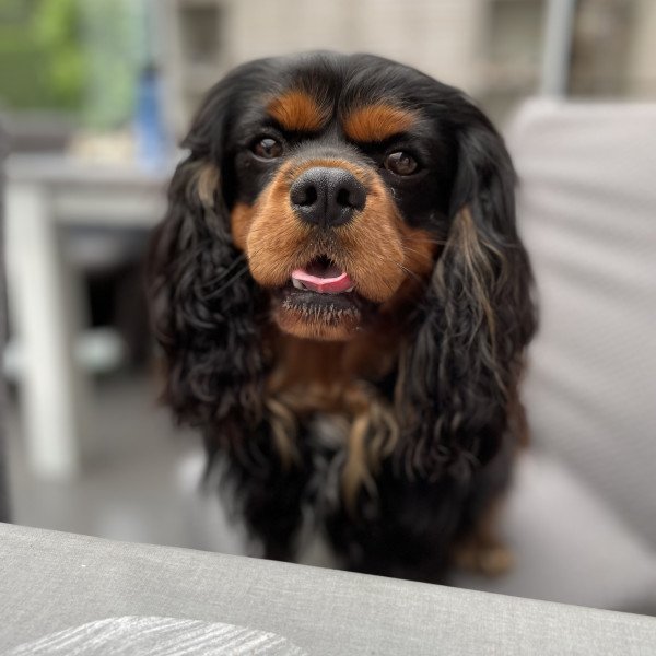Famous Cavalier King Charles Spaniel dog