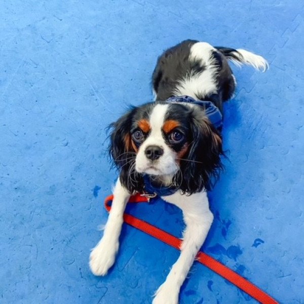 Popular Cavalier King Charles Spaniel dog