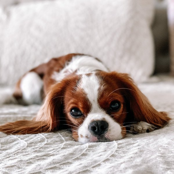 Elegant Cavalier King Charles Spaniel dog