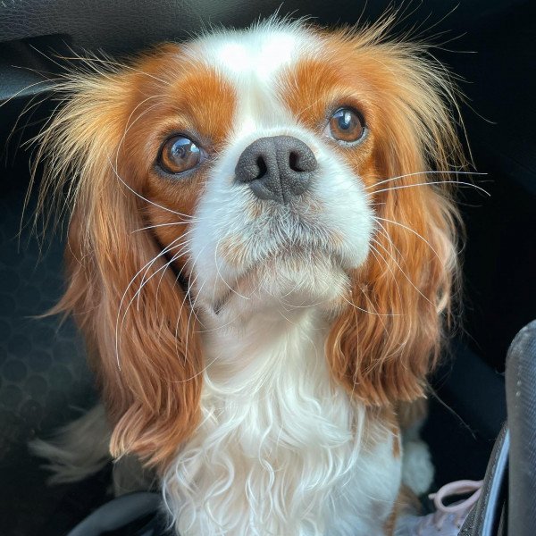 Funny Cavalier King Charles Spaniel dog