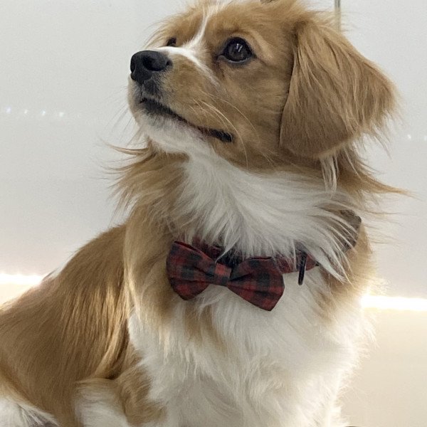 Cute Cavalier King Charles Spaniel dog