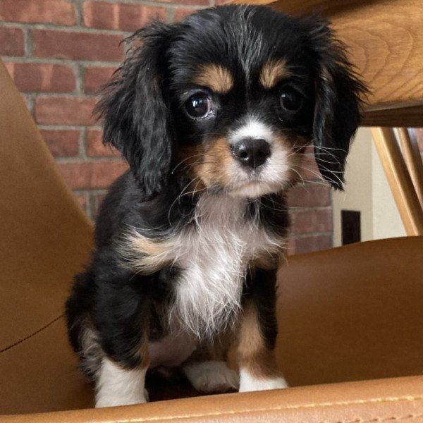 Unique Cavalier King Charles Spaniel dog