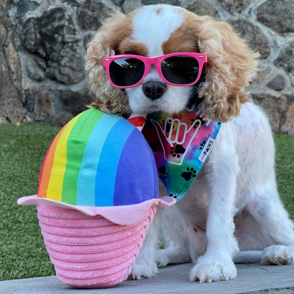 Inspiring Cavalier King Charles Spaniel dog