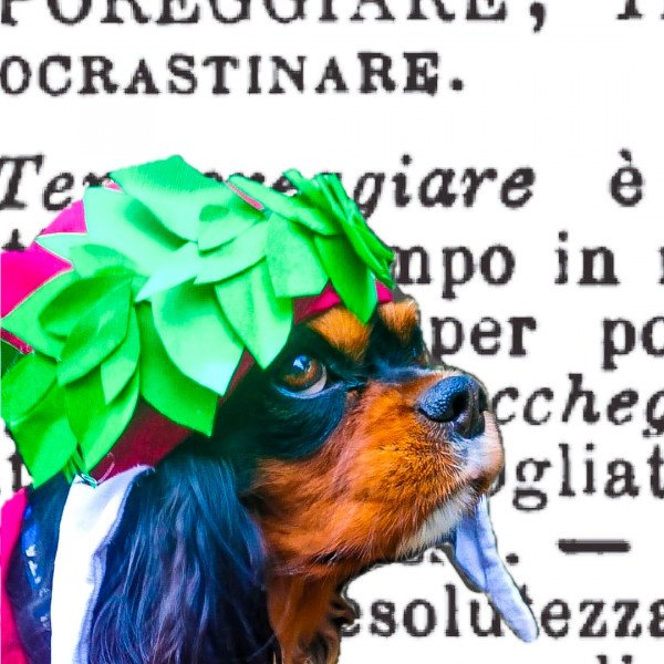 Badass Cavalier King Charles Spaniel dog