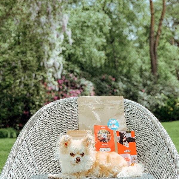 Popular Chihuahua dog