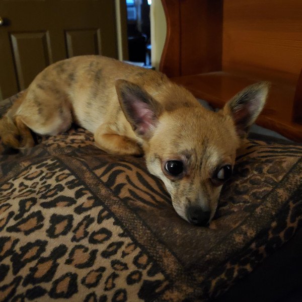 Elegant Chihuahua dog