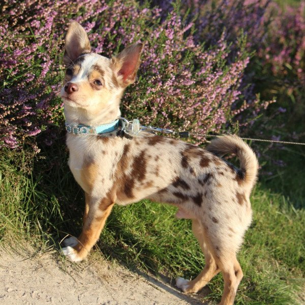 Unique Chihuahua dog