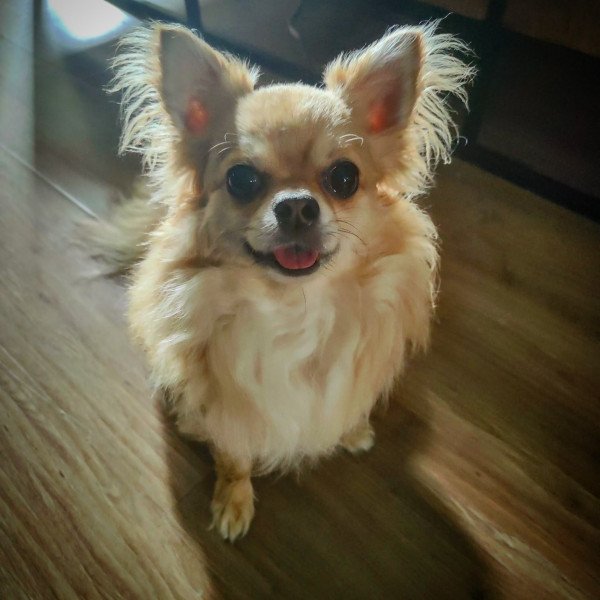 Inspiring Chihuahua dog