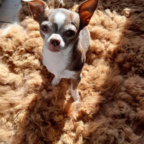 Badass Chihuahua dog